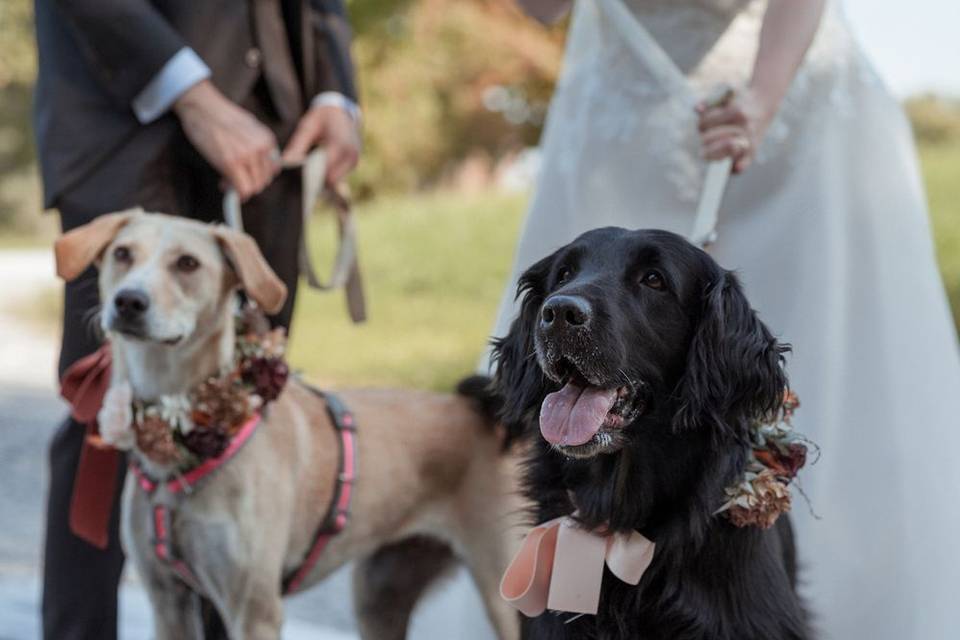 Le tue dogsitter per matrimoni