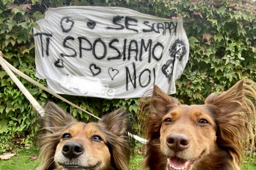 Le tue dogsitter per matrimoni