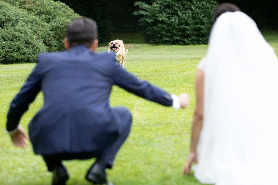 Le tue dogsitter per matrimoni