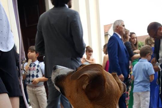 Le tue dogsitter per matrimoni