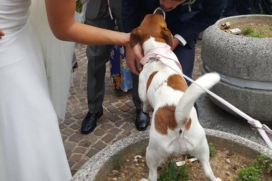 Le tue dogsitter per matrimoni