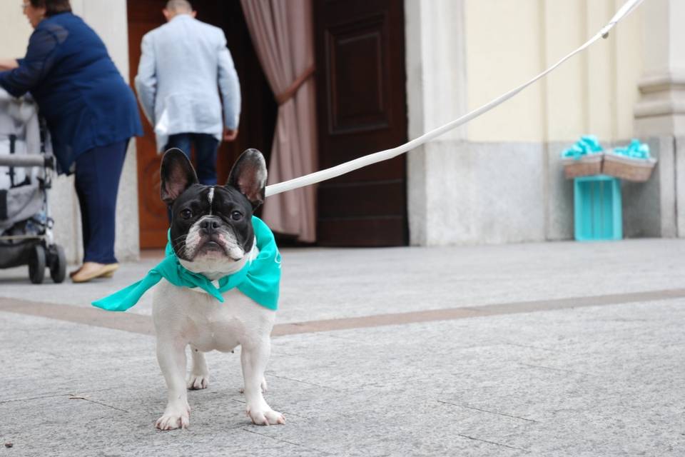 Le tue dogsitter per matrimoni