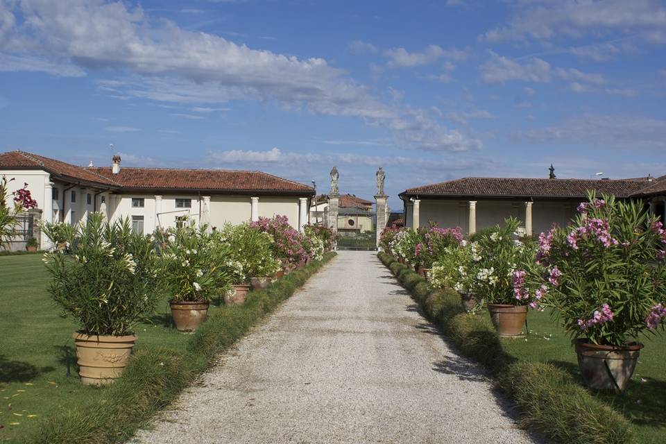 Viale di oleandri