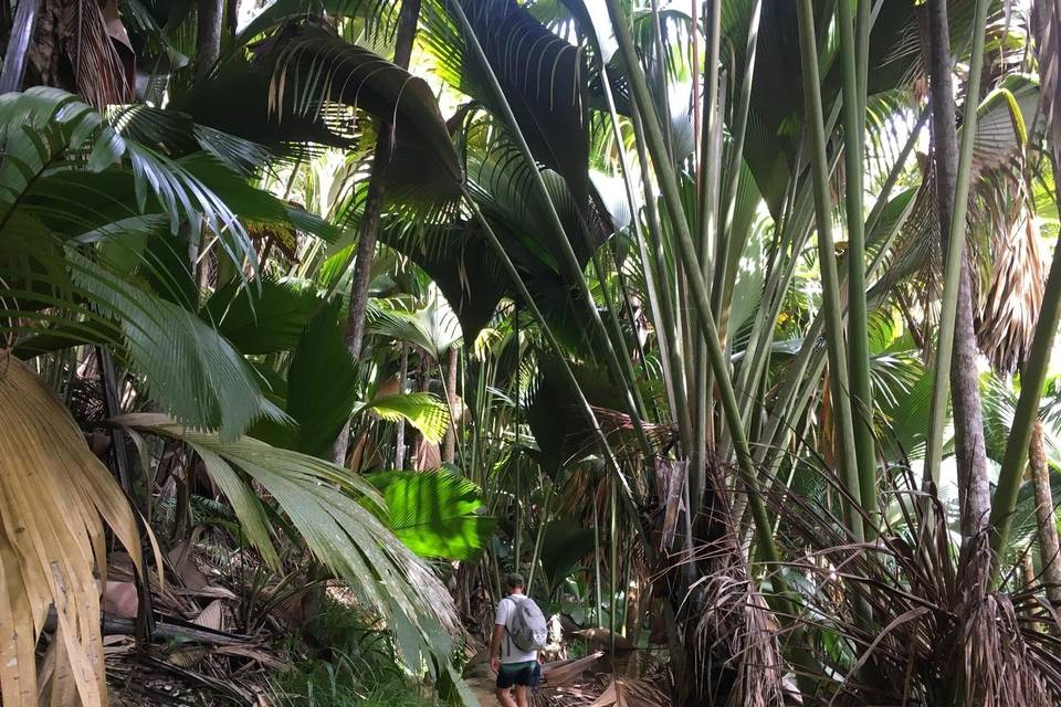 Vallée de Mai - Praslin