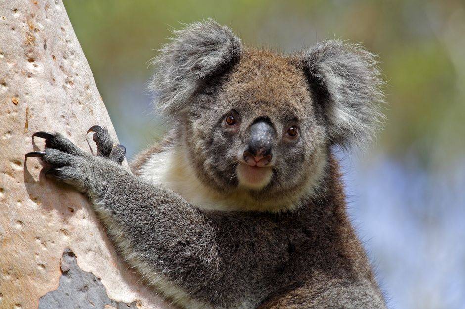 Koala - Australia