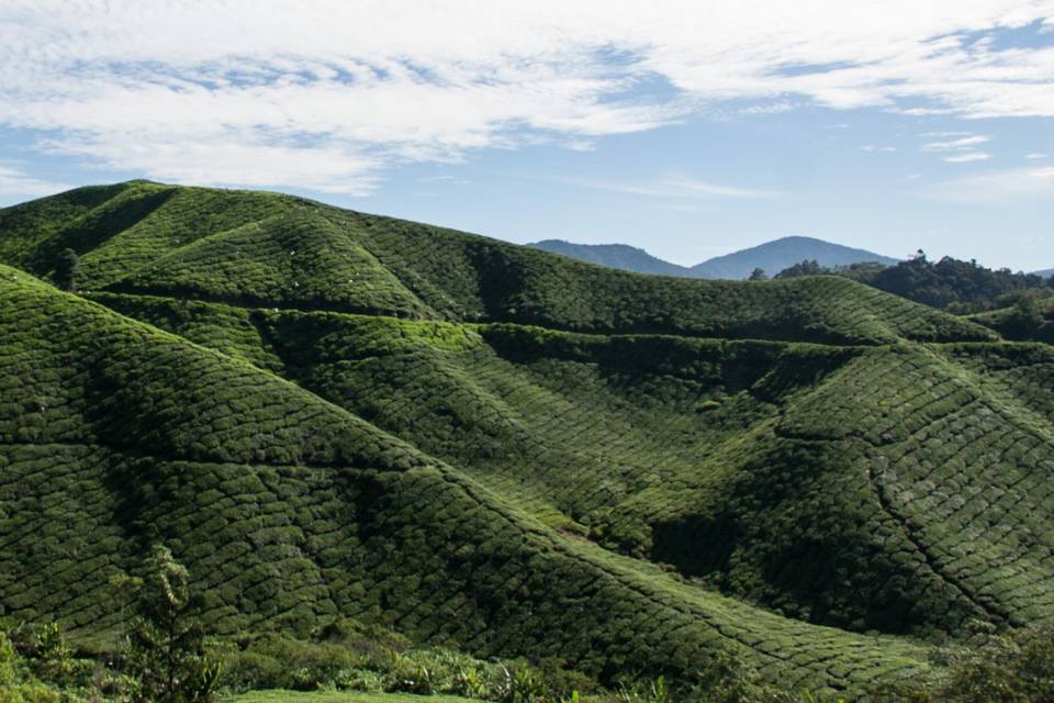 Cameroon Highlands