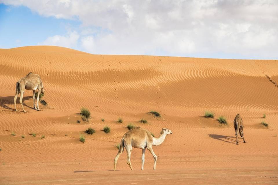 Wahiba sands - Oman