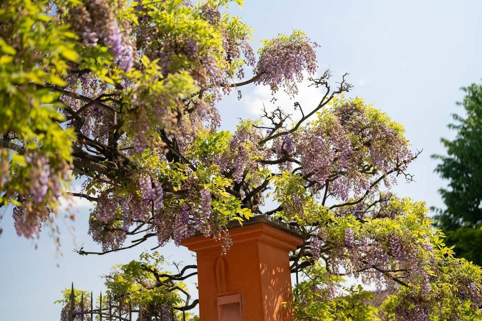 CASCINETTA IN FIORE