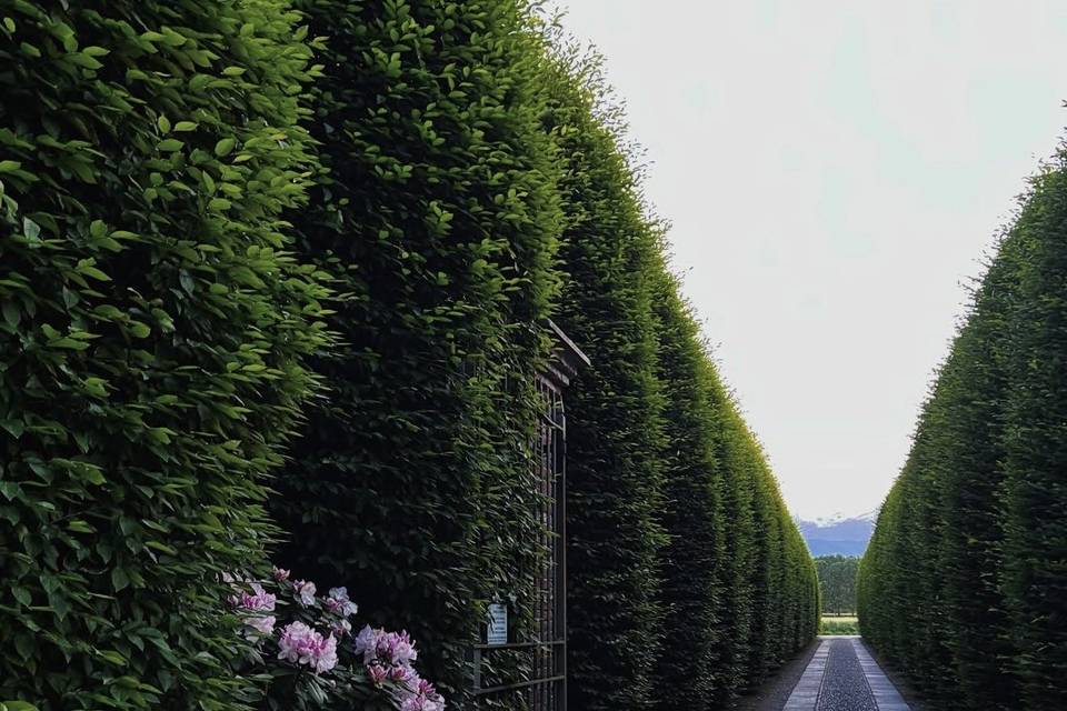 Viale