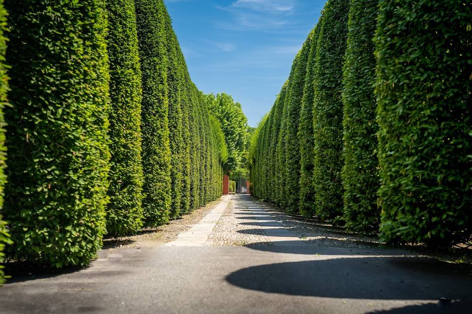 IL VIALE