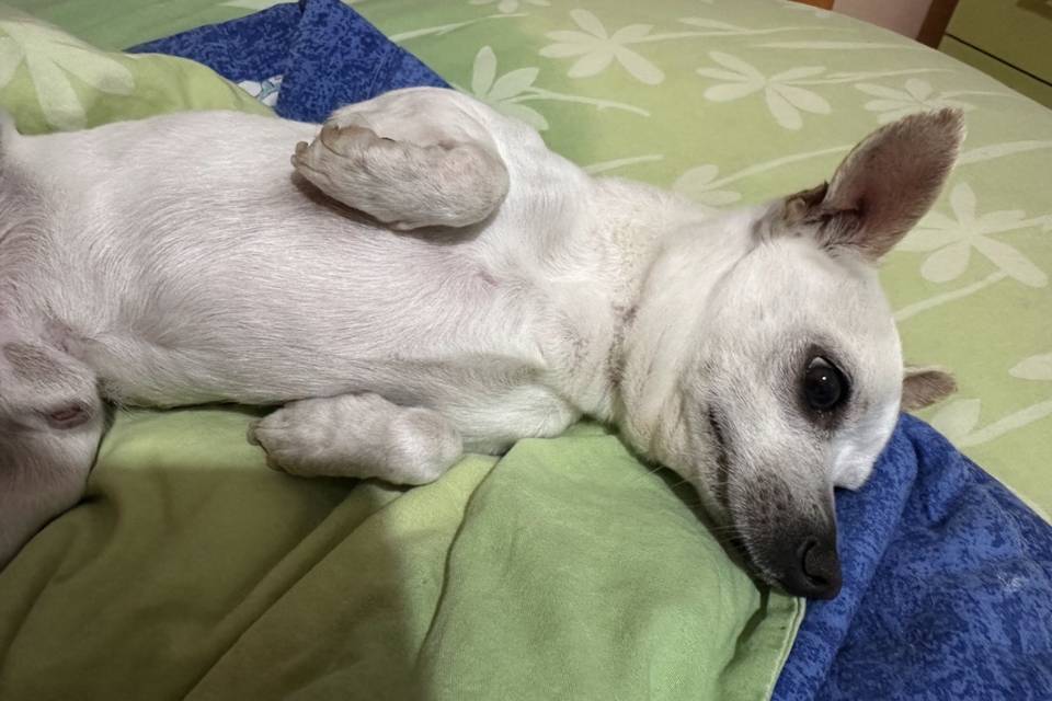 Piccolo