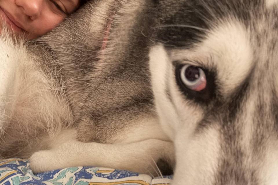 Husky in pensione casalinga