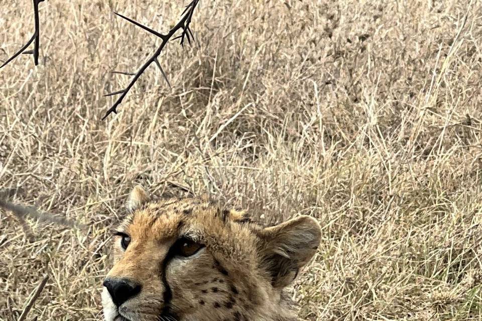 I nostri Safari in Tanzania