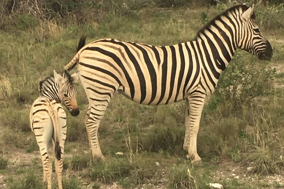 I nostri Safari in Kenya