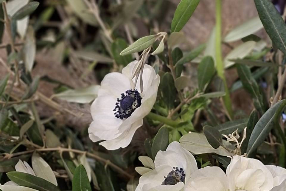 Anemoni