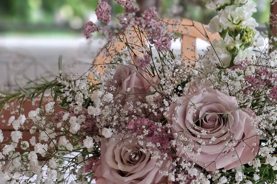 Rosa 