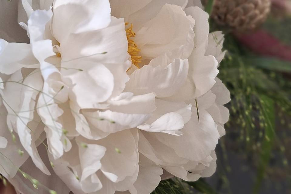 Peonies blanc