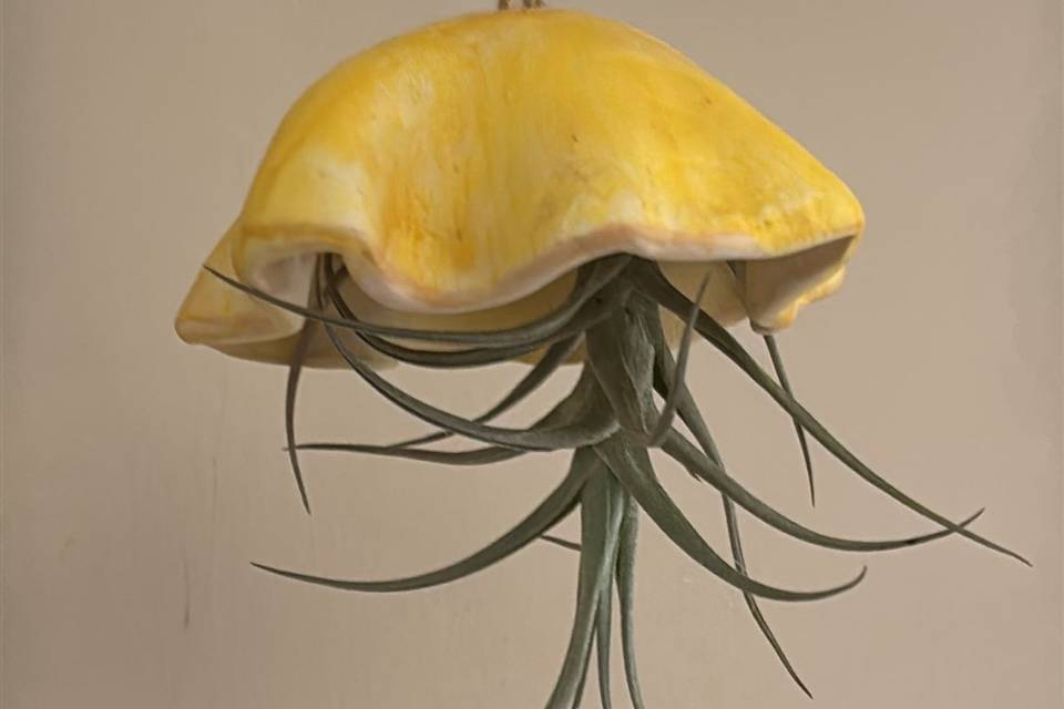 Le meduse
