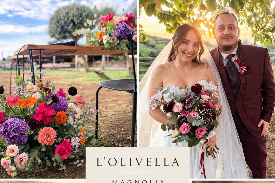 Olivella
