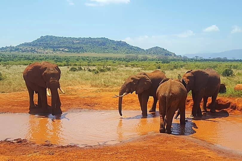 Wildlife Kenya