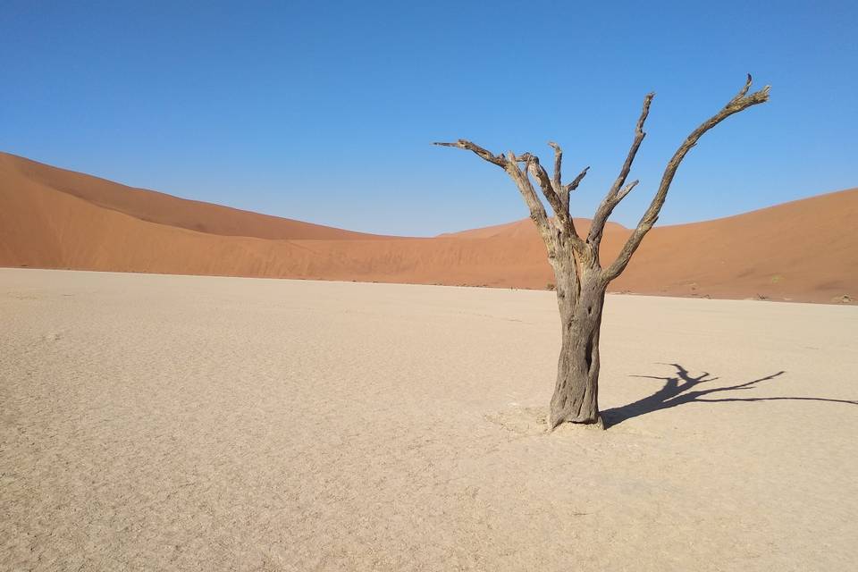 Dedvlei - Namibia