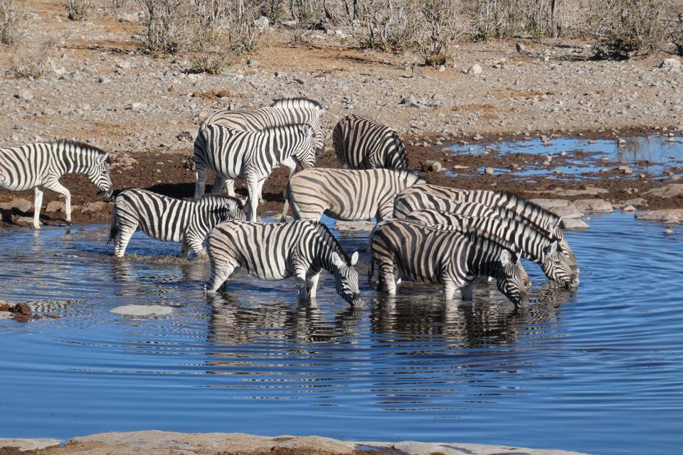 Etosha National Park - Namibia