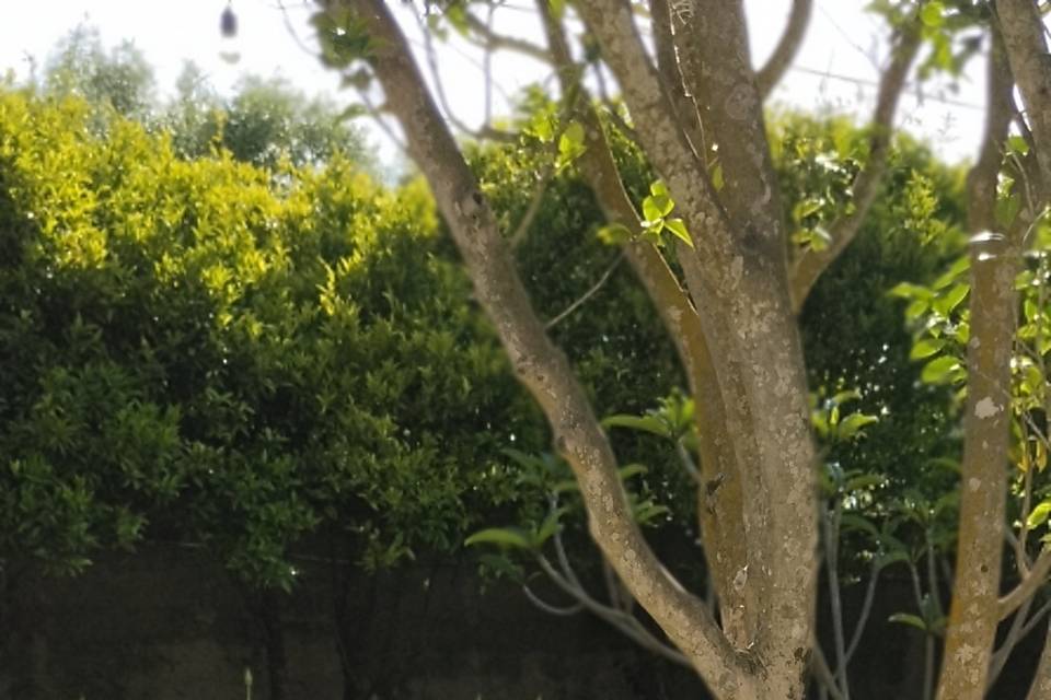 Giardino del gelso