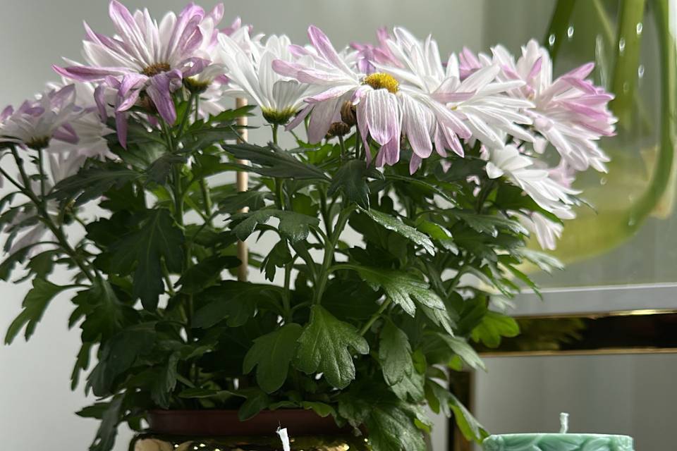 Candelotto flowers