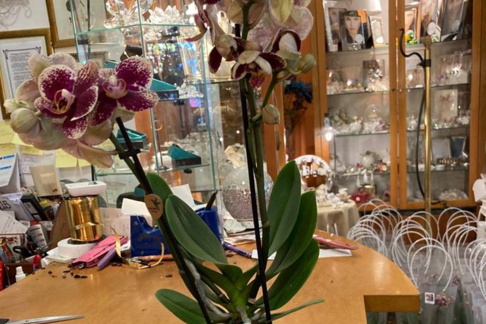 Orchidee vaso fatto a mano