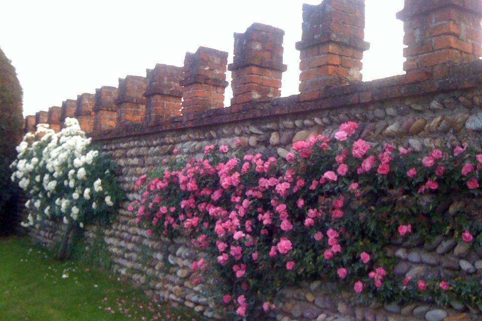 Le nostre rose antiche