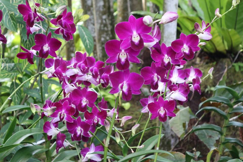 Giardino Orchidee