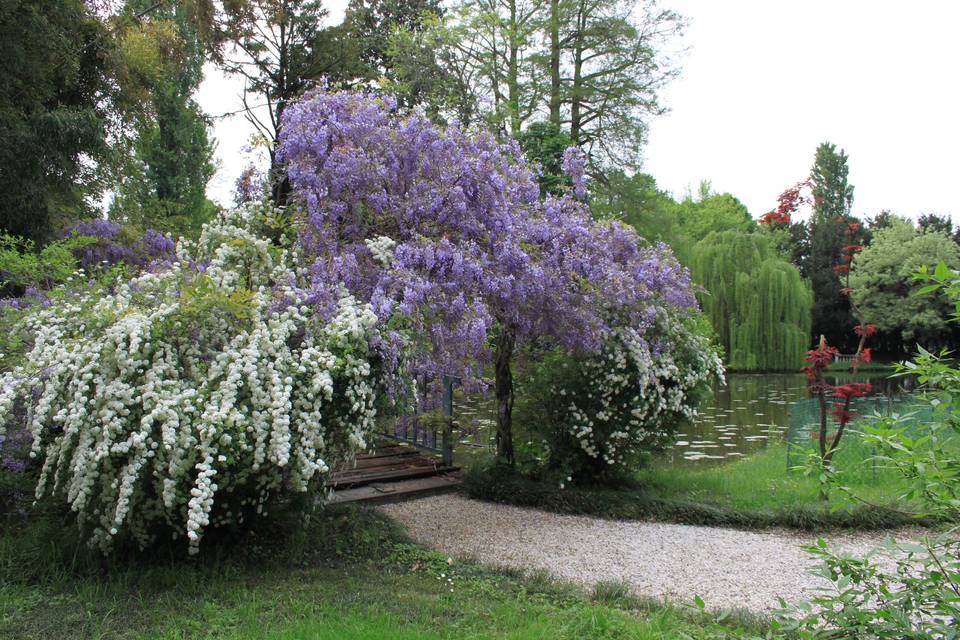 Ponticello in fiore