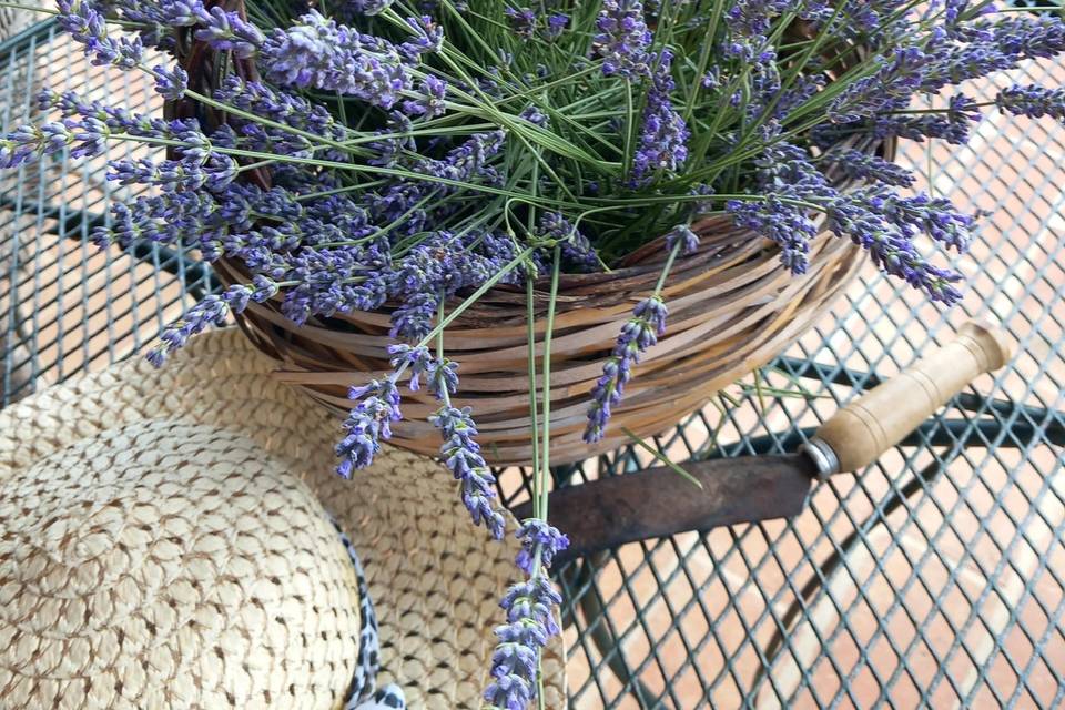 Mazzo d lavanda officinale