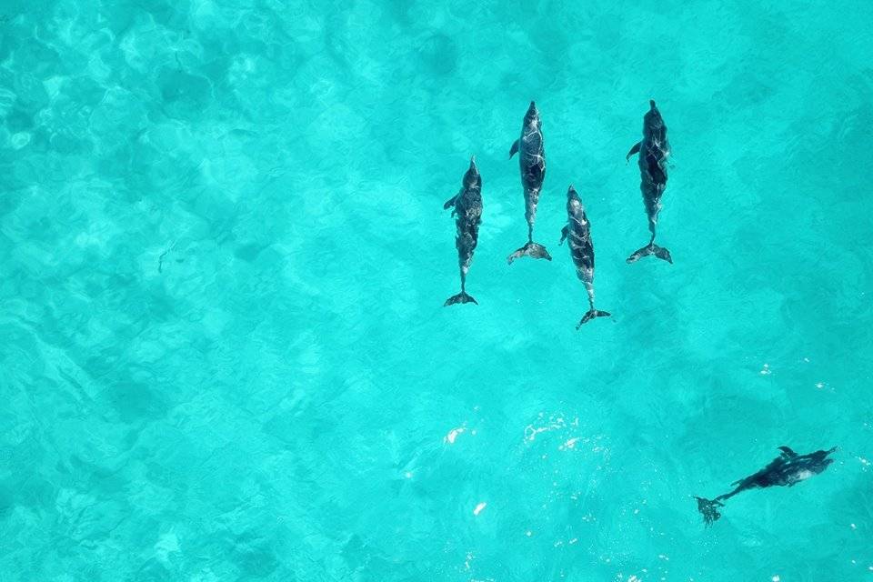 Tuffo con delfini
