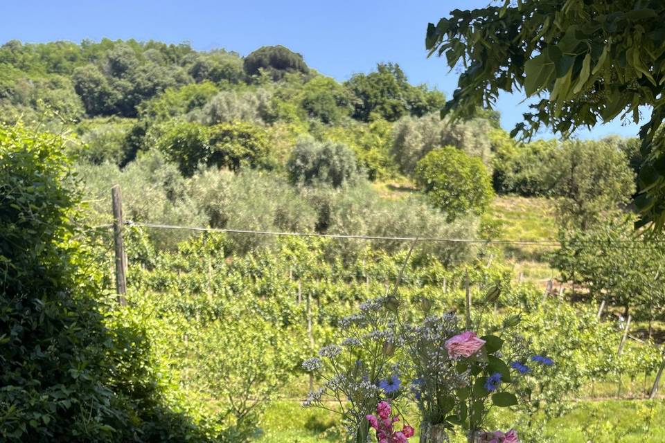 Lancio petali di ulivo