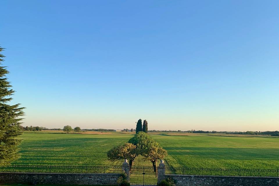 Viale di Gelsi Cenentari