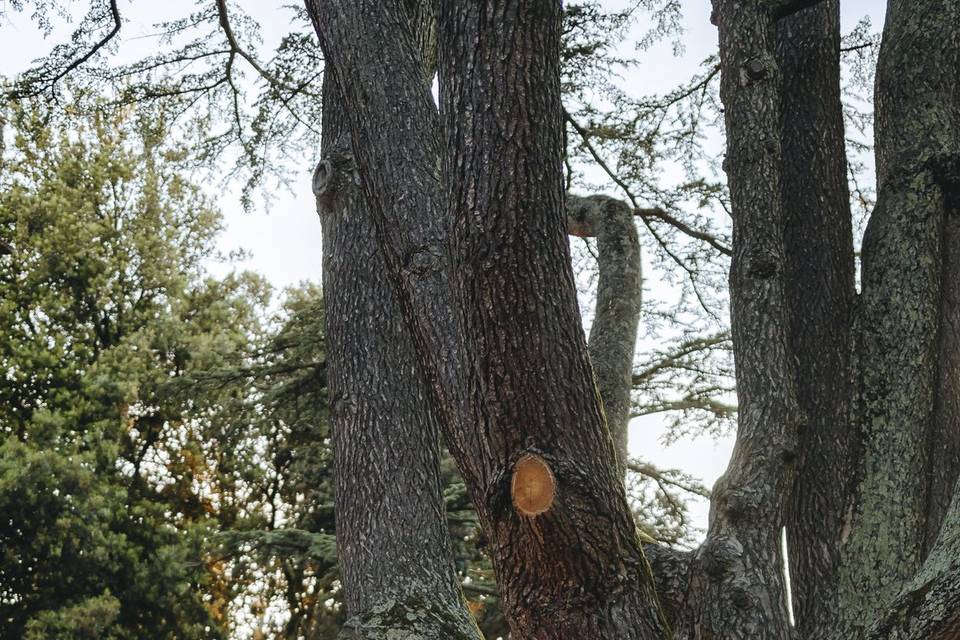 Bacio sotto il Cedro