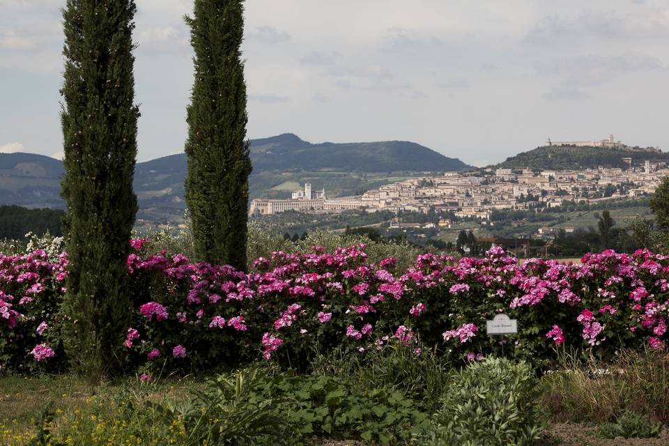 Vista di Assisi e rose fucsia