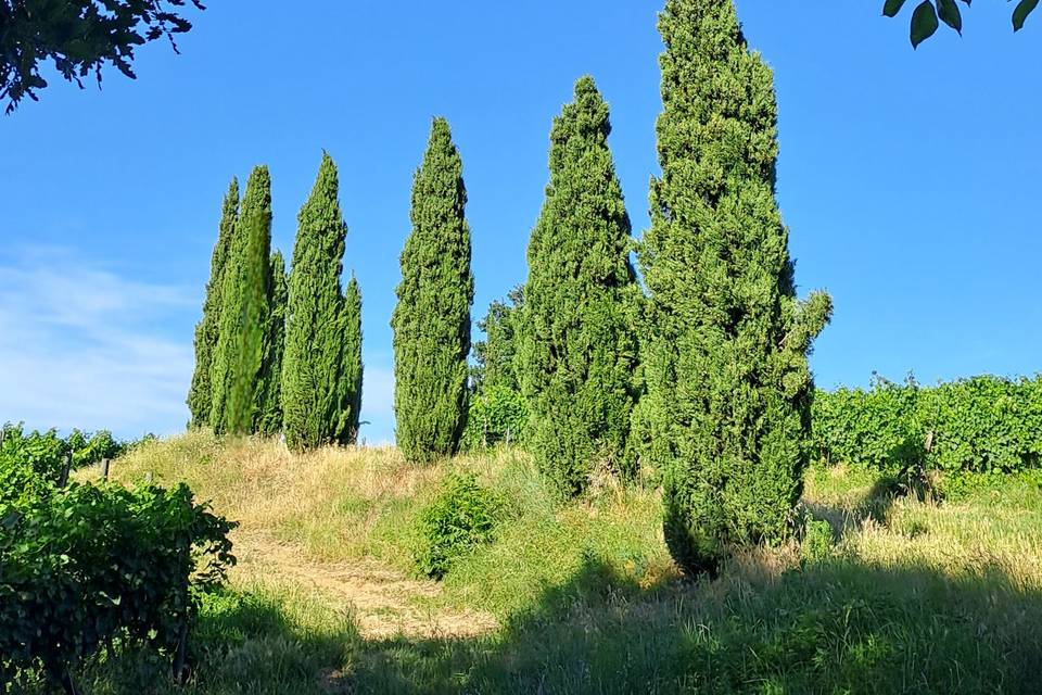 Cipressi