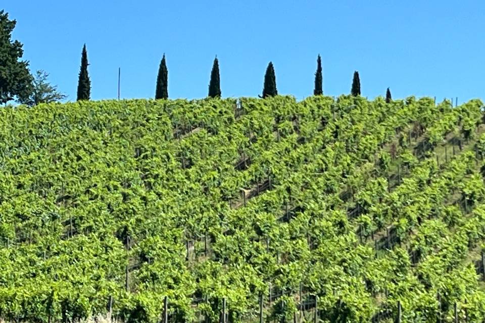 I nostri vigneti