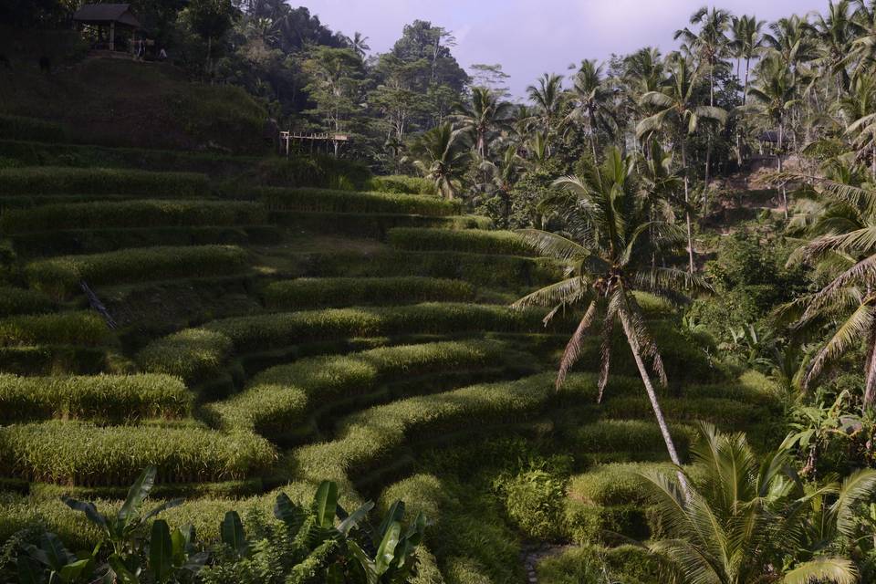Bali - indonesia