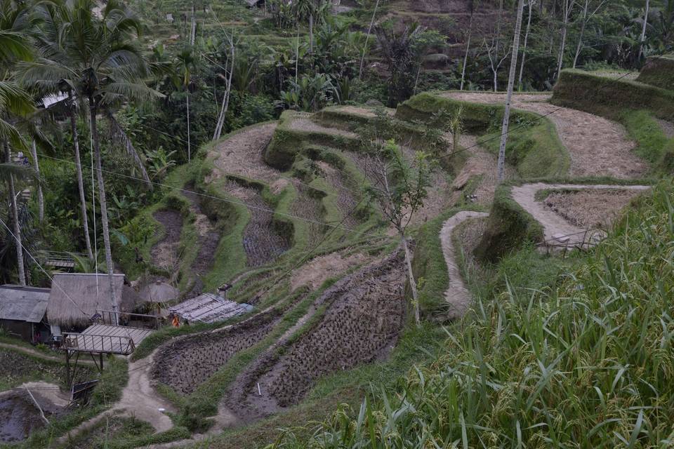 Bali - Indonesia