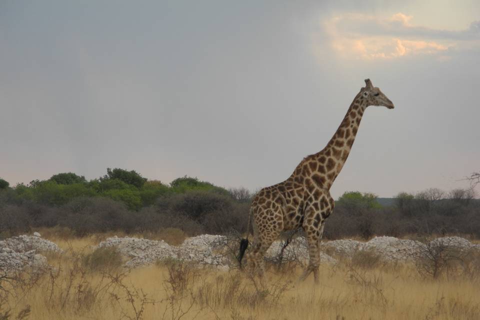 Namibia