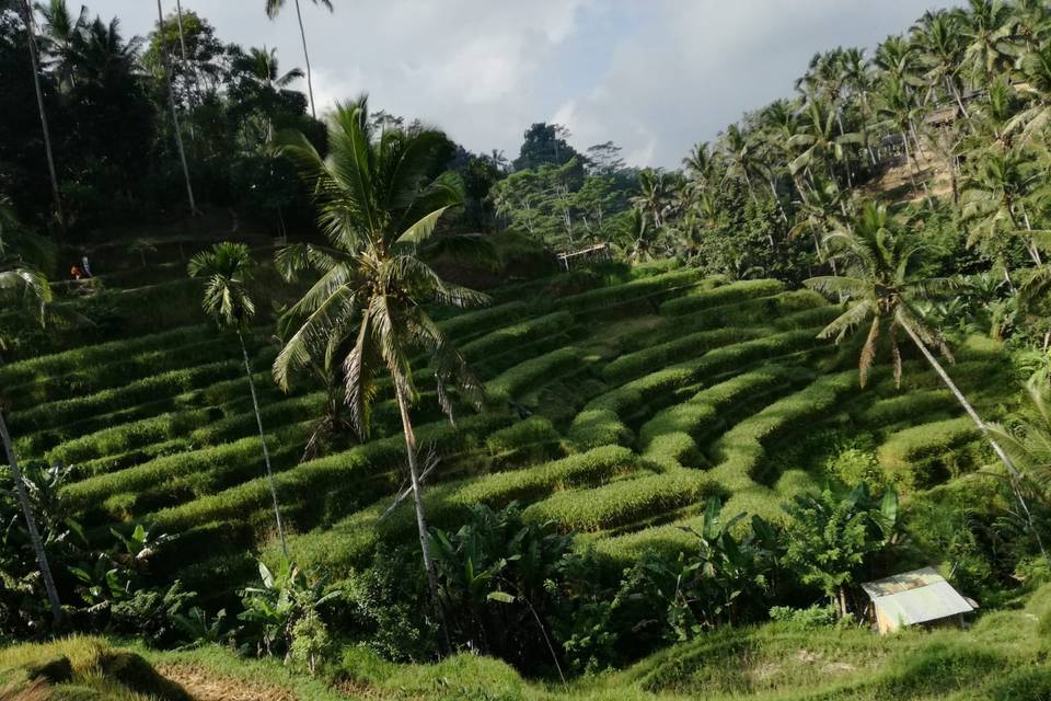 Bali - Indonesia