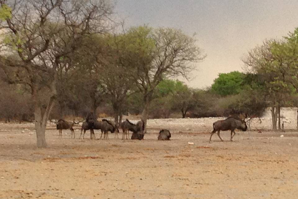 Namibia