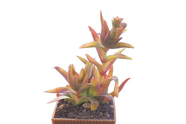 Crassula camp fire