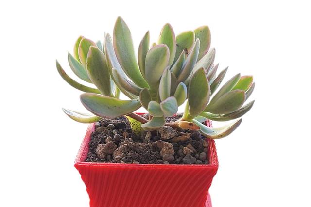 Crassula money maker