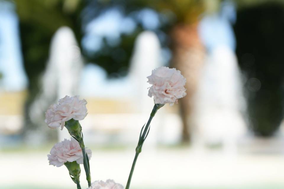 Giardini Venusio