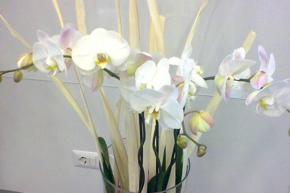 Phalenopsis