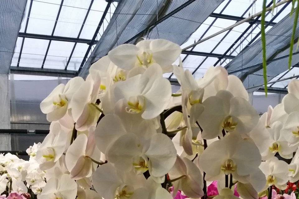 Composizione Phalaenopsis